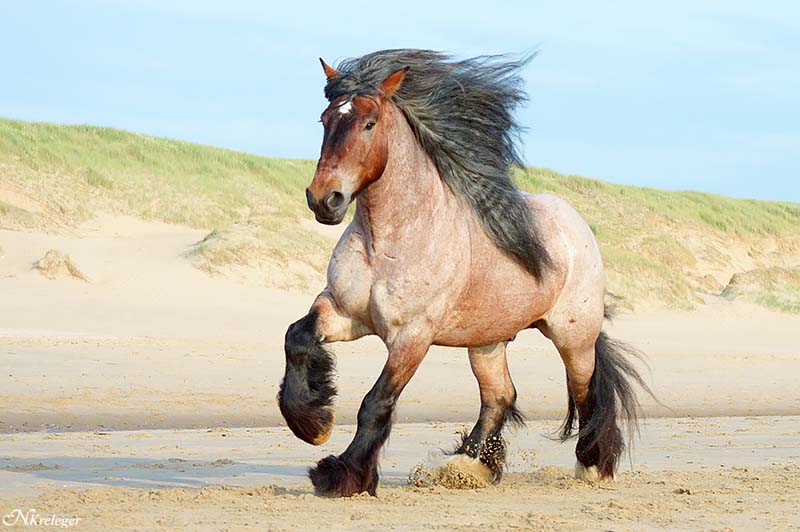 Ardennes Draft Stallions